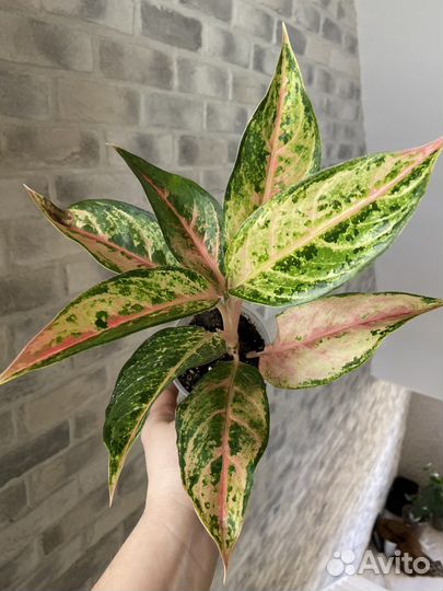 Аглаонема Алладин