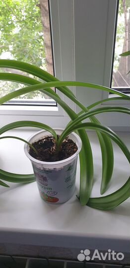 Цветок Амариллис