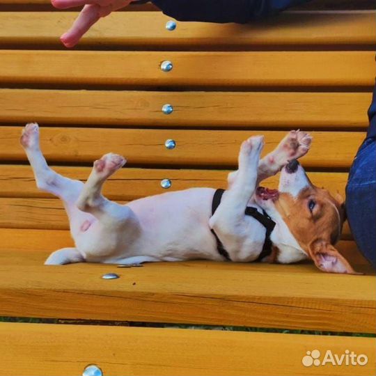 Щенки джек рассел терьер