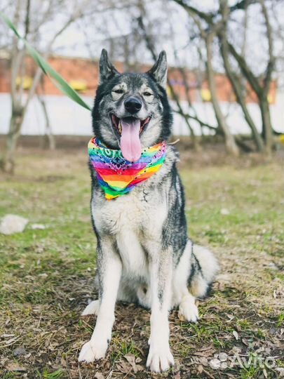 Отдам в добрые руки