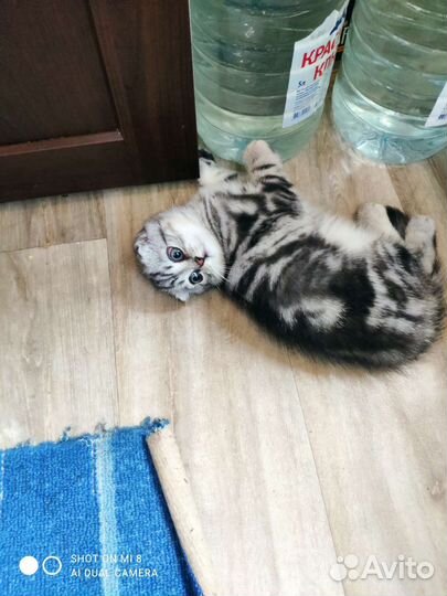 Шотландская