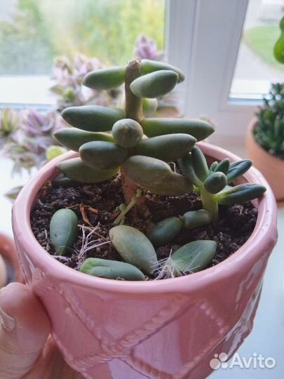 Суккуленты