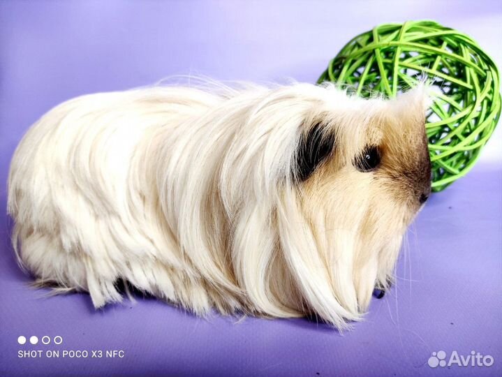 Морские свинки Разных пород(сокращение питомника)