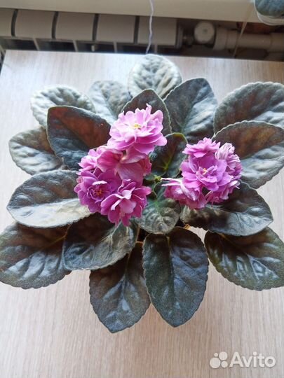 Фиалки детки