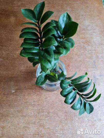 Замиокулькас зензи