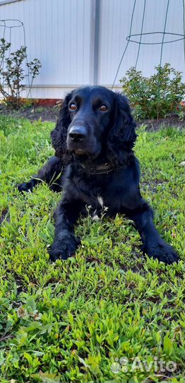 Русский охотничий спаниель вязка