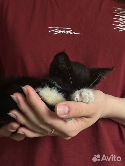 Котенок в добрые руки