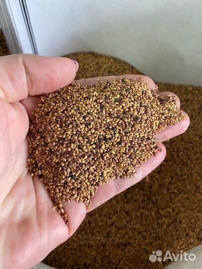 Семена красного клевера