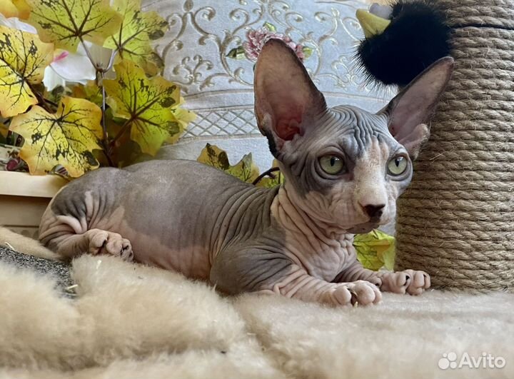 Бамбино. мальчик