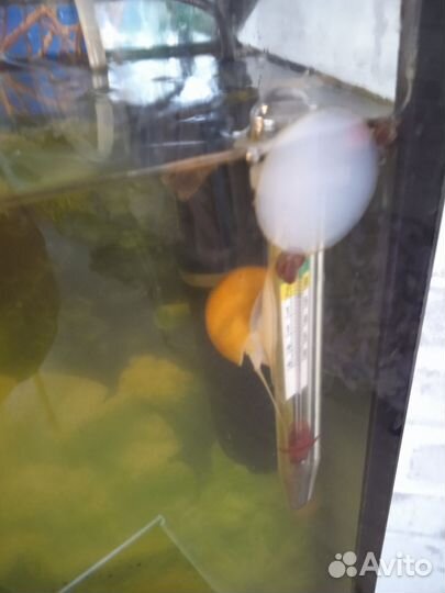 Улитки Ампулярии