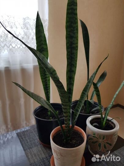 Сансевиерия трехполосая и колеус