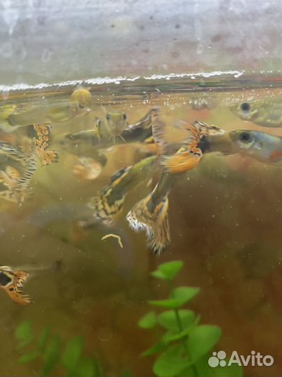 Рыбки гуппи