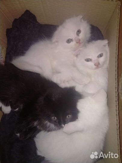 Шотландские котятки