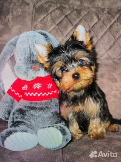 Йоркширский терьер