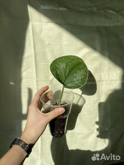 Монстера филодендрон комнатные растения