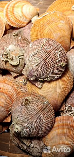 Ракушки морского беспарного гребешка