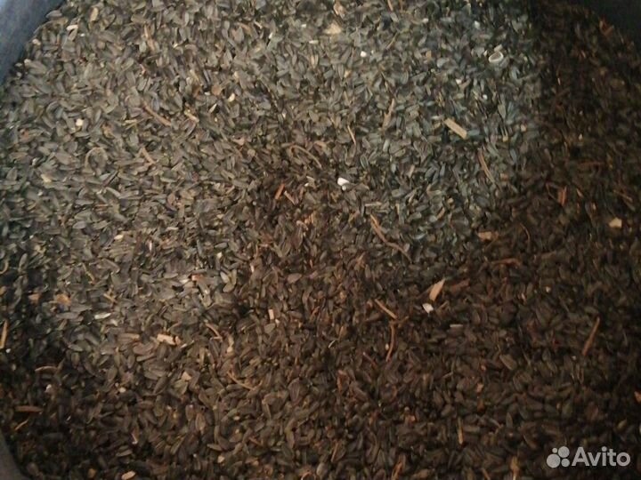 Семечки подсолнечника