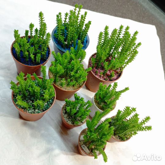 Крассула плауновидная