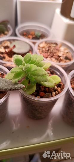 Плектрантус хадиенс