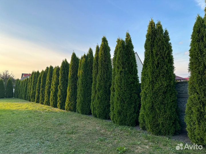 Туя смарагд 400-450см