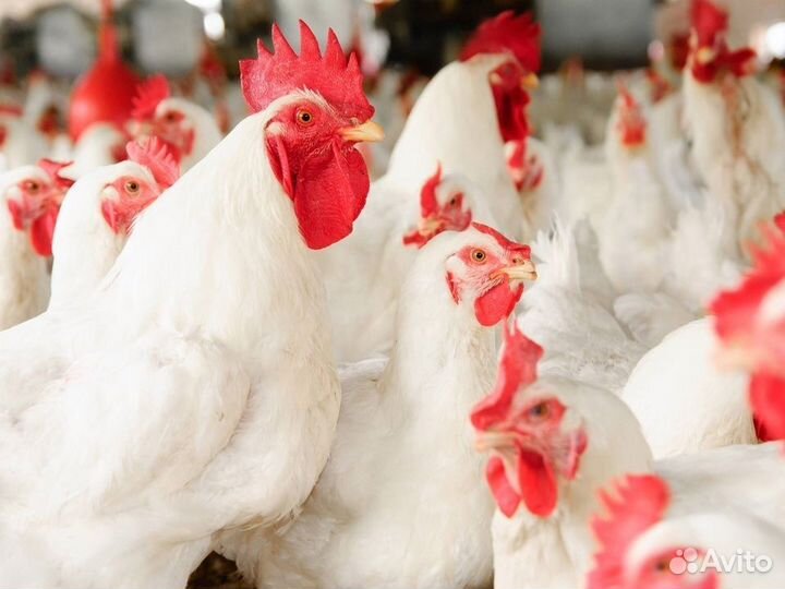 Куры несушки