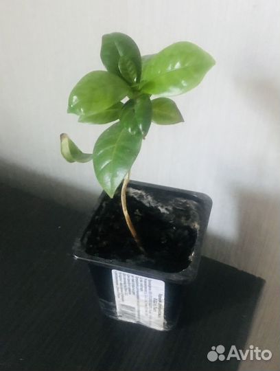 Гардения жасминовидная, кофе аравийский