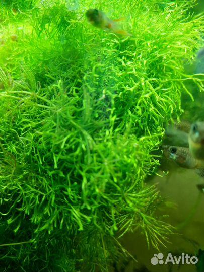 Риччия, лимнобиум