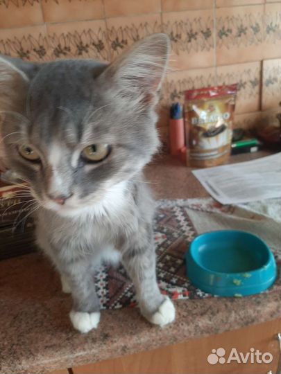 Котик в добрые руки