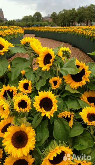 Подсолнечник, Просо красное семена