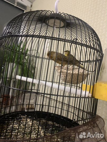 Продам кенора