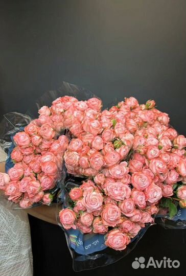 Роза кустовая Оптом и в розницу