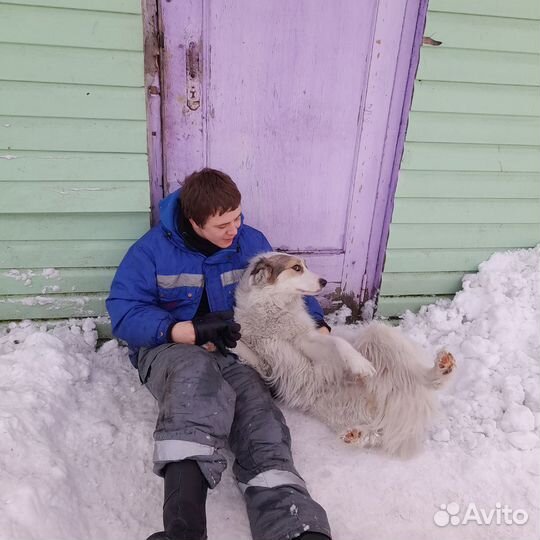 Собачки Мия и Сия