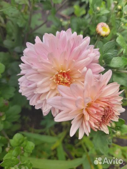 Букет цветов