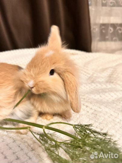 Декоративные кролики вислоухие мини