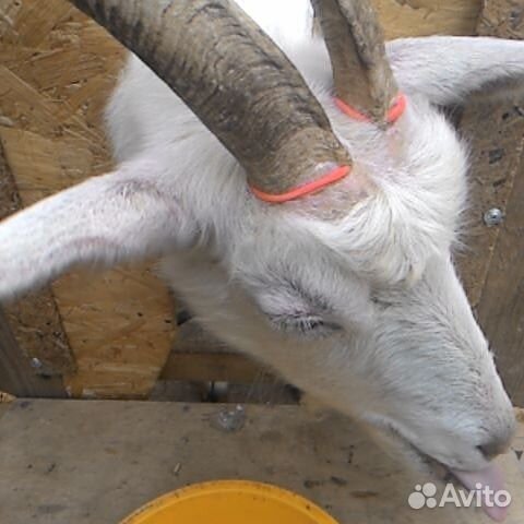 Обезроживание козлят