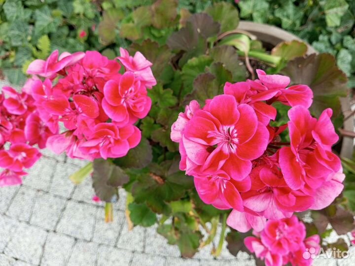 Пеларгония зональная