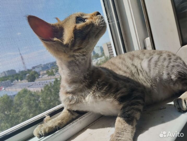 Котик Девон рекс