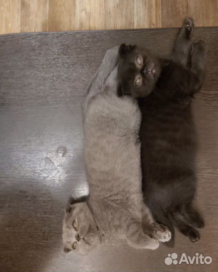 Котенок шотландский вислоухий