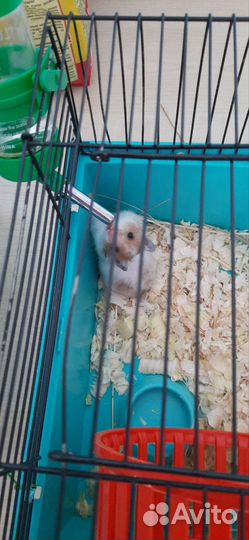 Продаются хомячки, мальчики и девочка