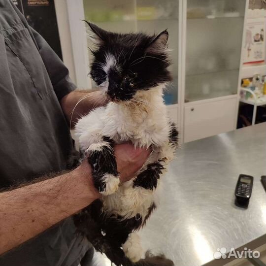 Дарси нужен дом