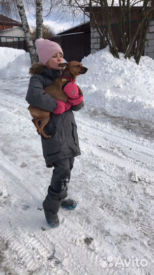 Отдам в добрые руки девочку Шанель