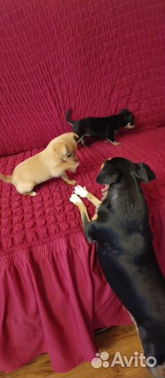 Щенки той-терьер