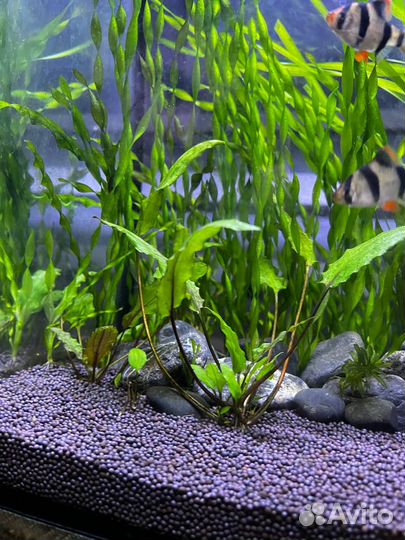 Аквариумные водоросли, рыбки Гуппи, улитки
