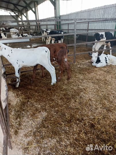 Телята бычки тёлки