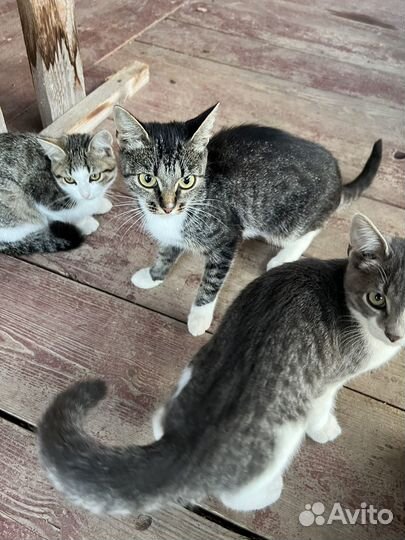 Отдам котят в добрые руки