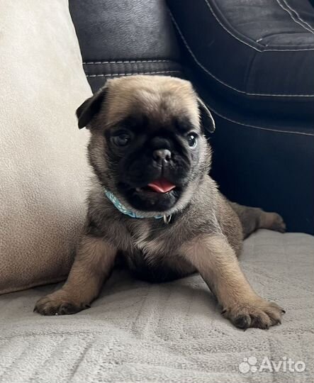 Продажа щенков мопс
