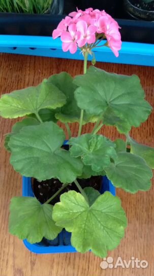 Герань пеларгония