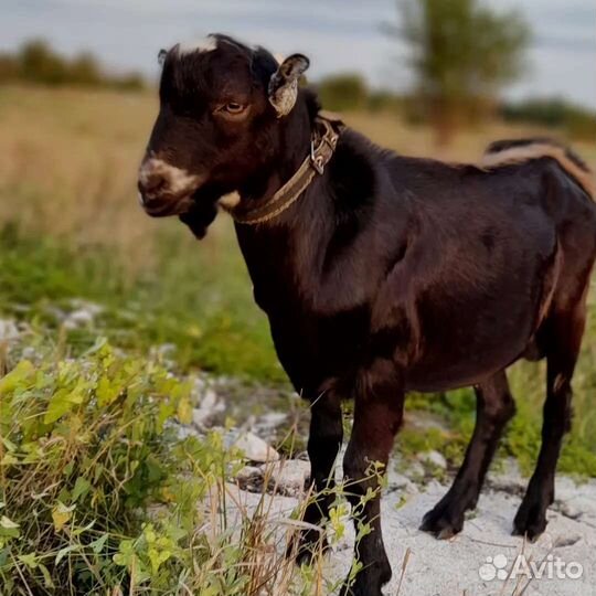 Козел ламанча