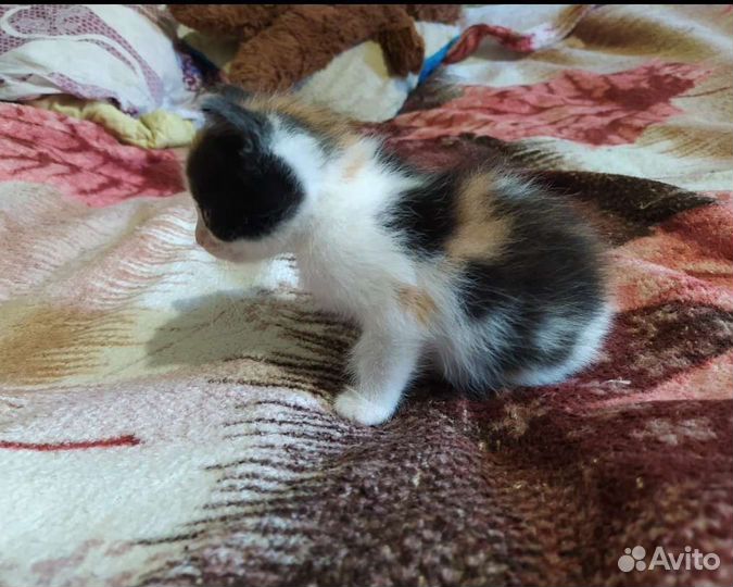 Трёхцветный котёнок