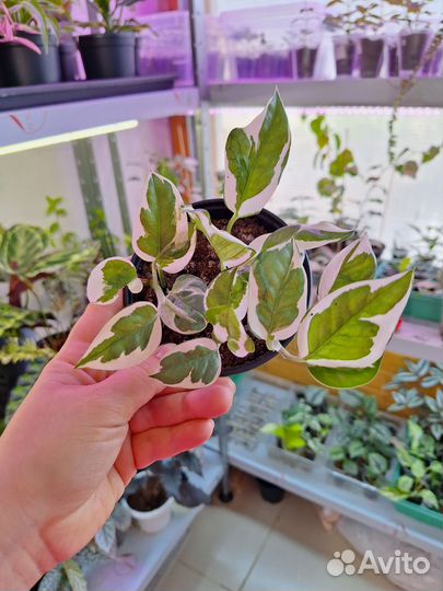 Эпипремнум сциндапсус